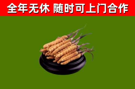 鄂尔多斯市回收散虫草