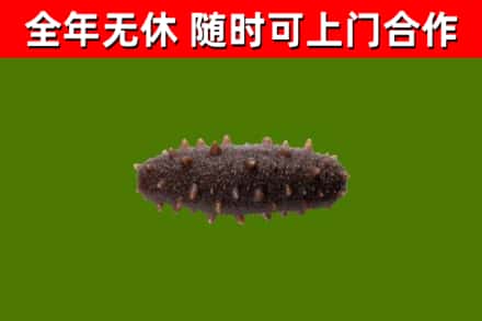 鄂尔多斯市回收海参干